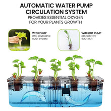 Load image into Gallery viewer, hydroponic plant + hydroponics plants