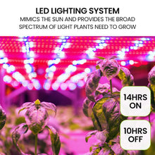 Load image into Gallery viewer, hydroponic plant + hydroponics plants + hydro set up